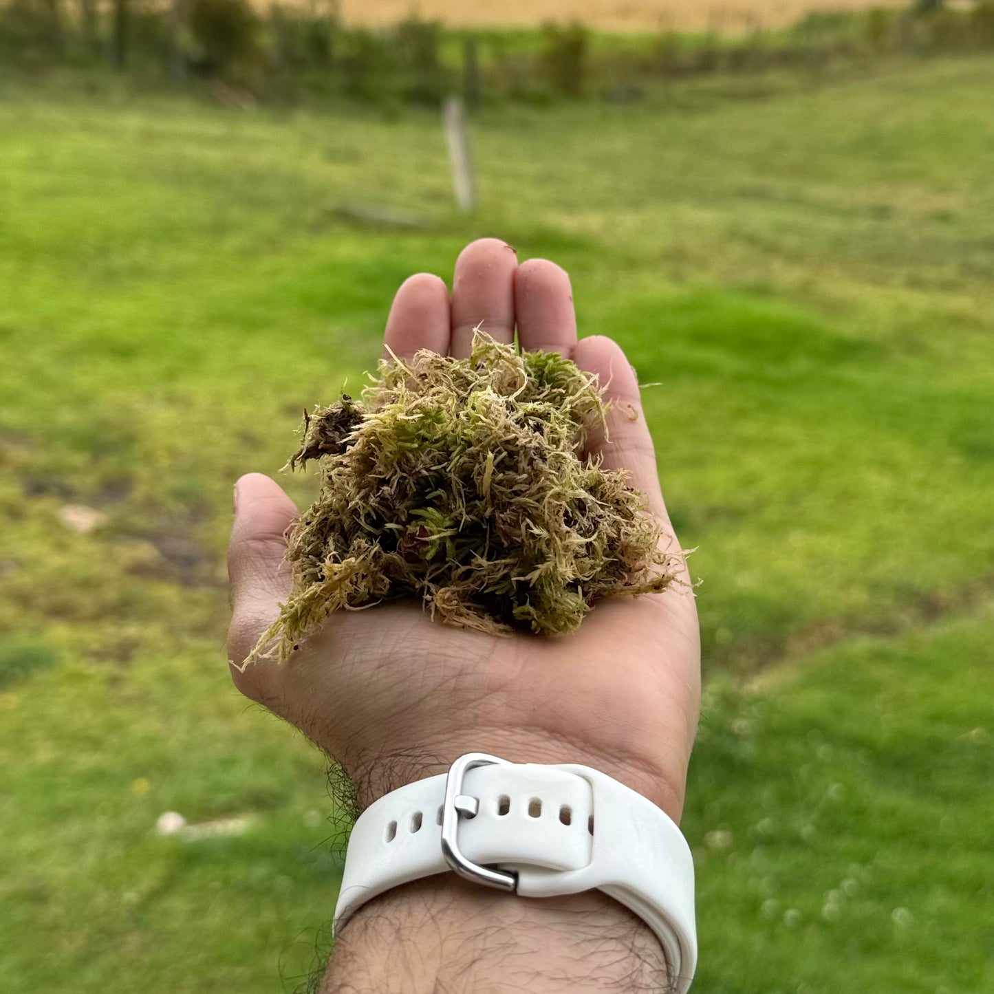 Musgo Sphagnum 600 gramos