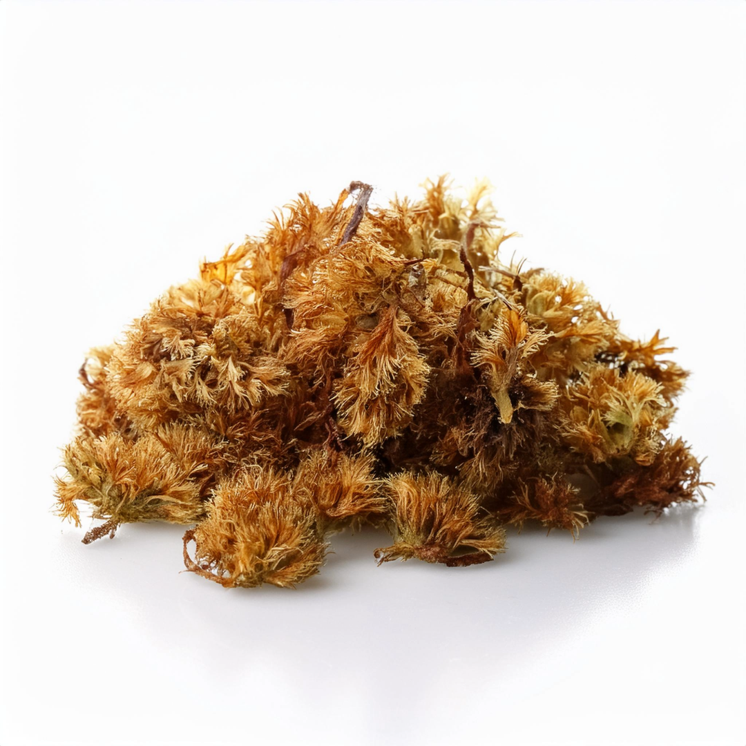 Musgo Sphagnum 600 gramos
