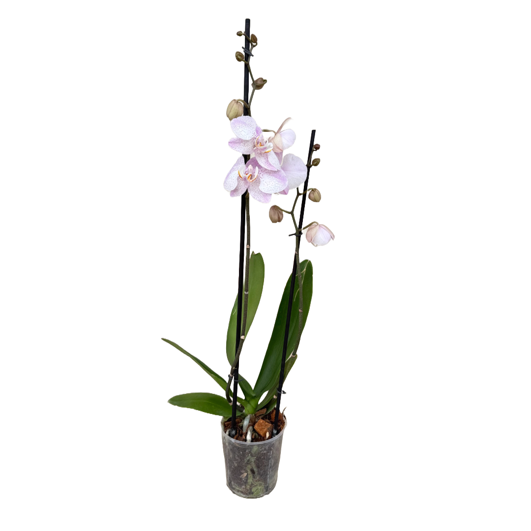 Orquídea Punticos Rosas