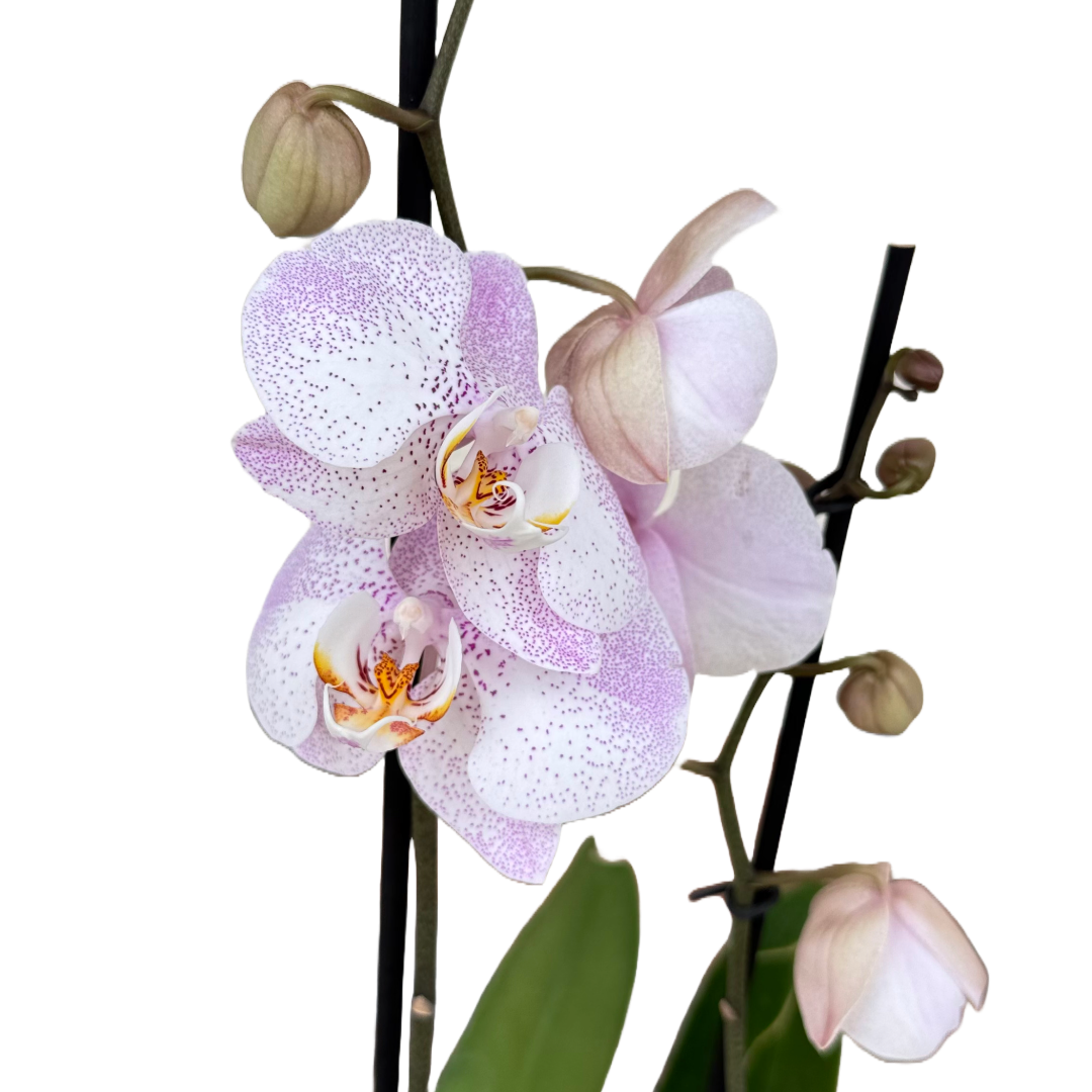 Orquídea Punticos Rosas