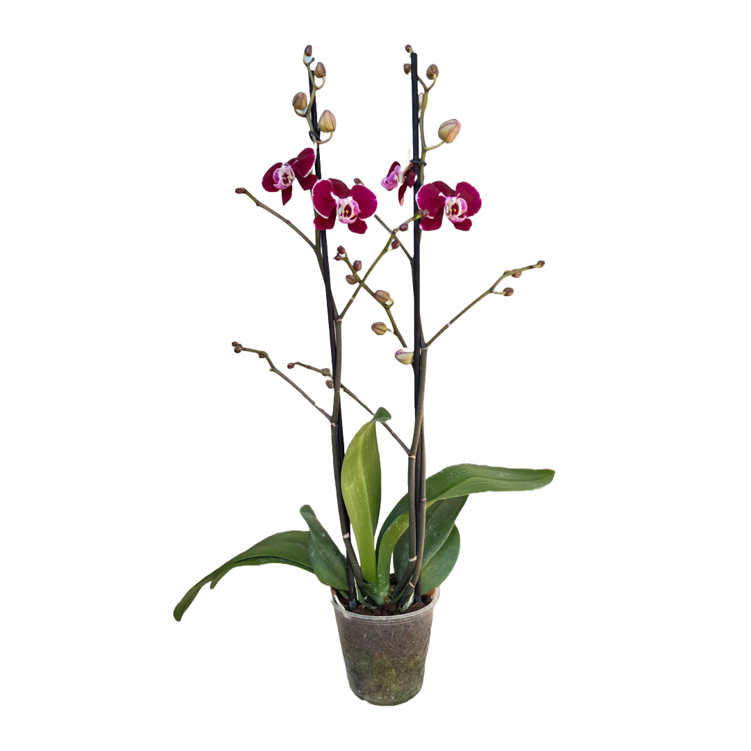 Orquídea morado oscuro borde rosa