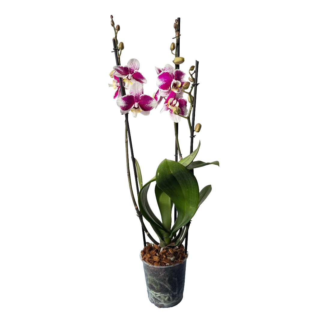 Orquídea Manchas fucsias 1 espiga