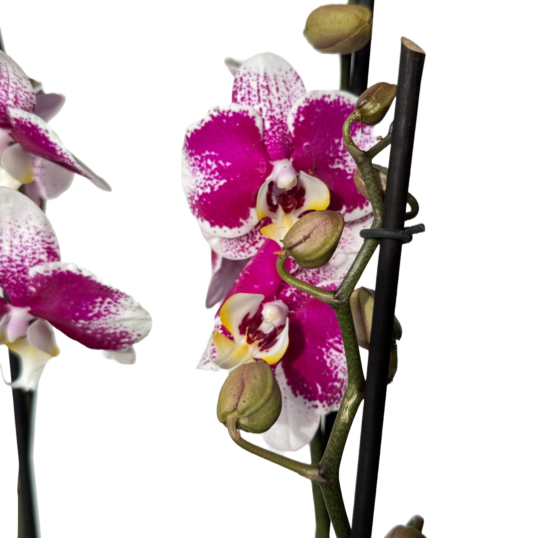 Orquídea Manchas fucsias 1 espiga