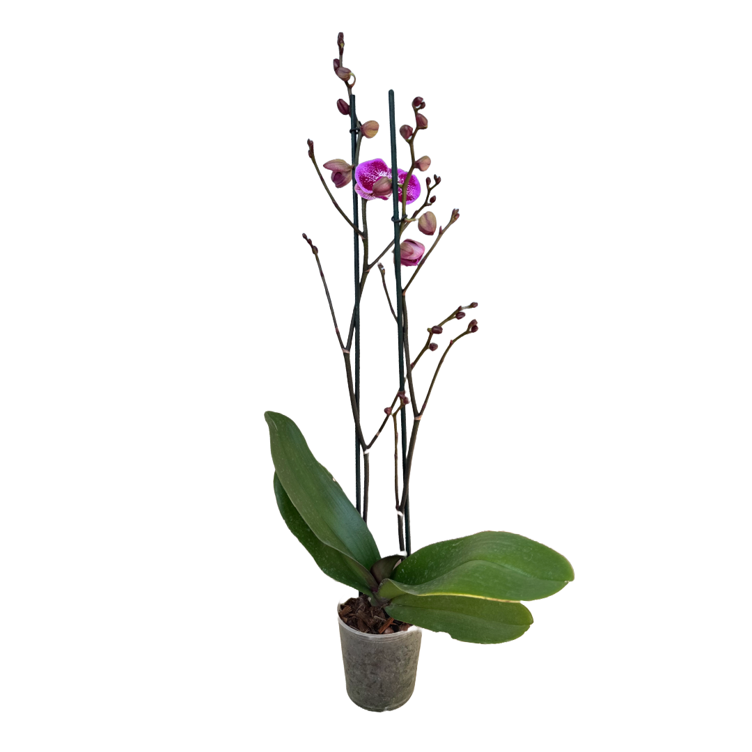 Orquídea Exótica violeta 2 Espigas