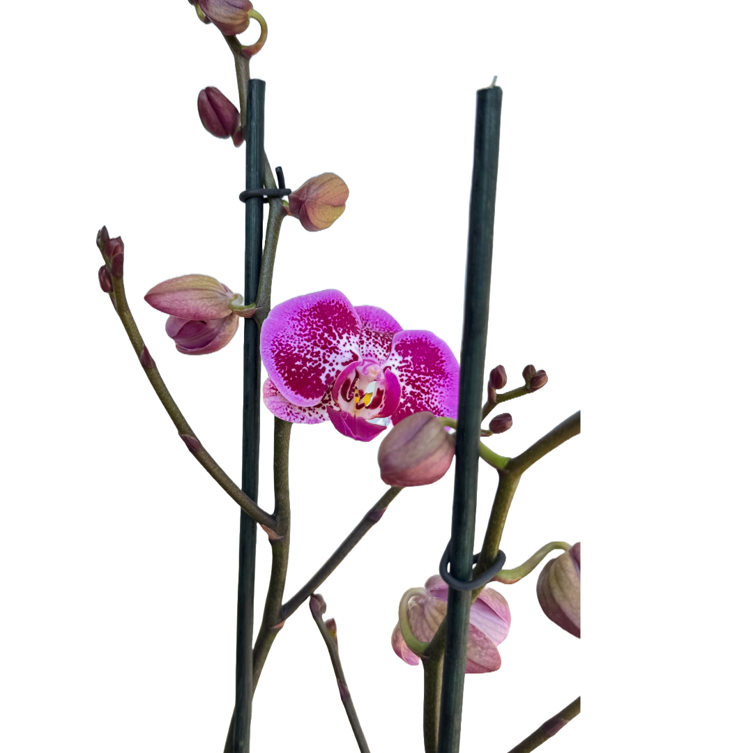 Orquídea Exótica violeta 2 Espigas