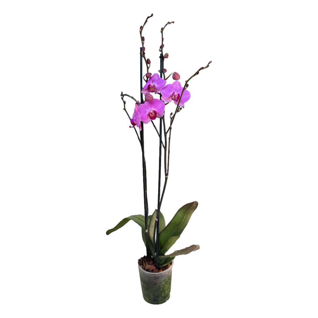 Orquídea Fucsia centro violeta 1 Espiga