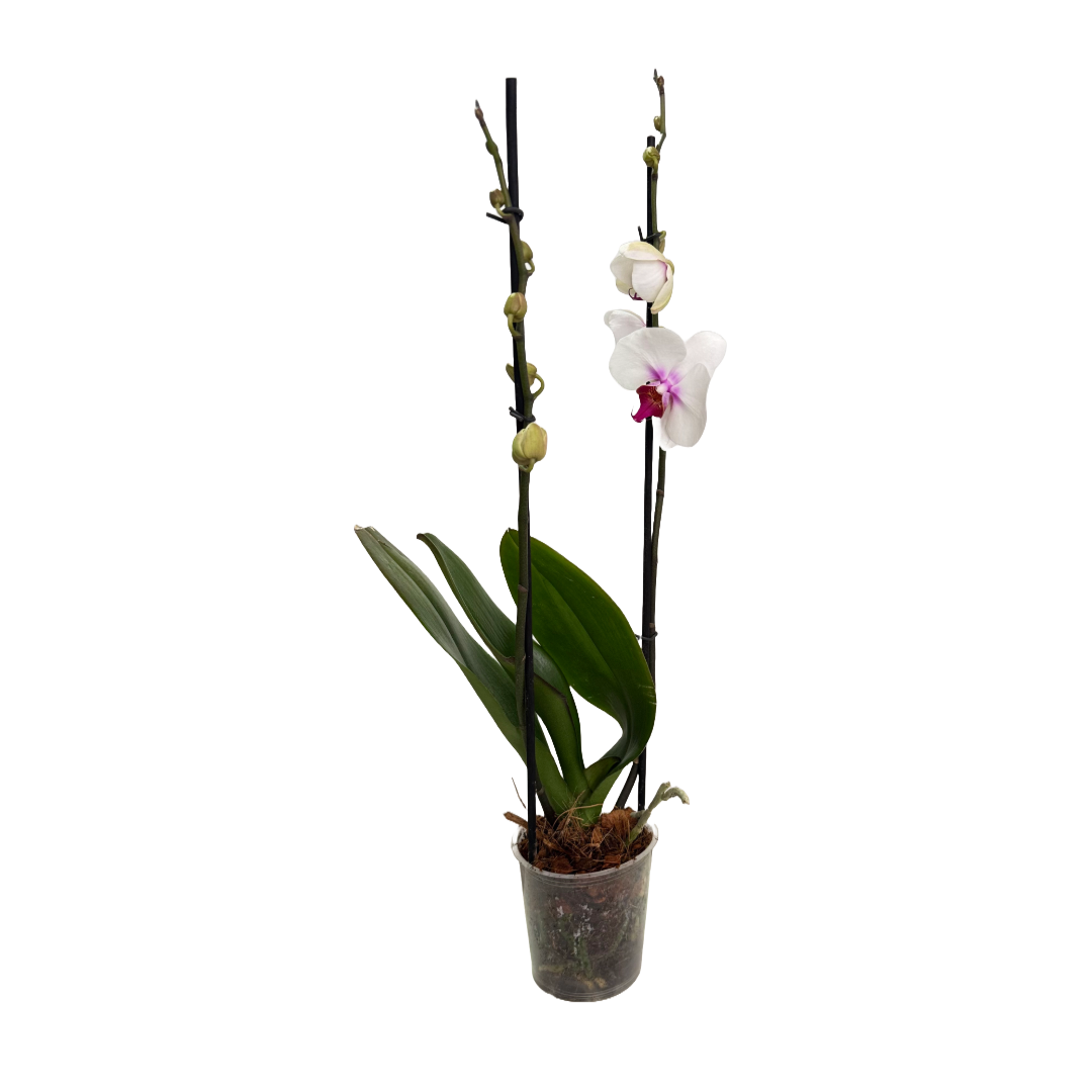 Orquídea Blanca centro fucsia 2 espigas