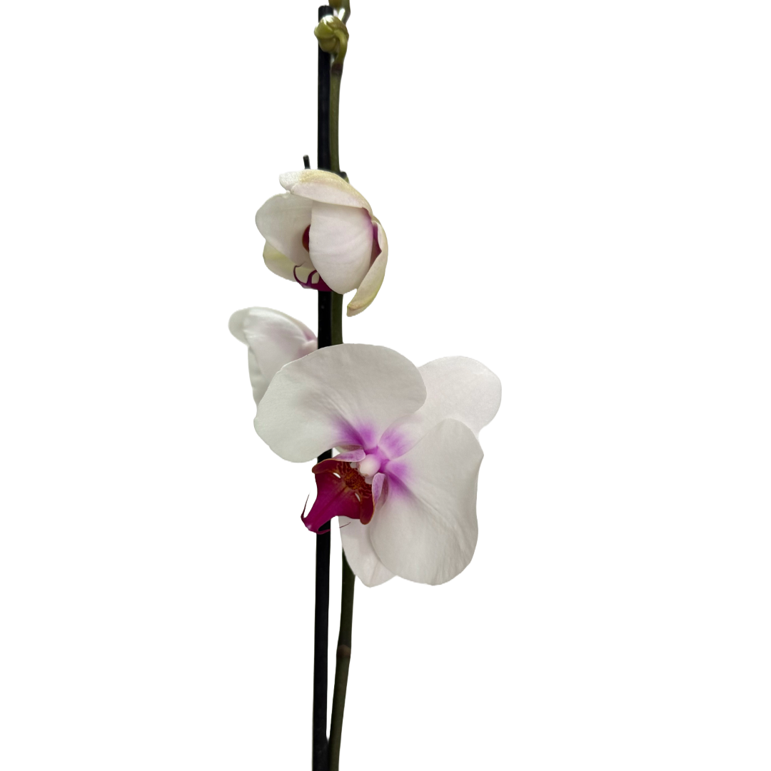 Orquídea Blanca centro fucsia 2 espigas
