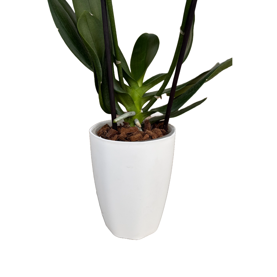 Matera Thai Orquidea Blanca