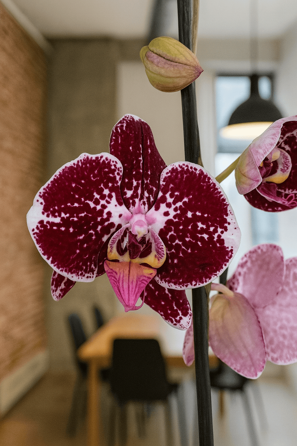 Orquídea Manchas Vinotinto