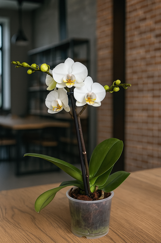 Orquídea Blanca - Mediana
