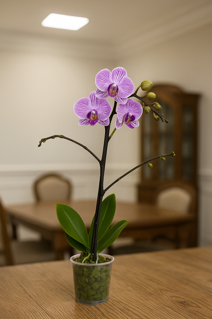 Orquídea mediana Venas Fucsias