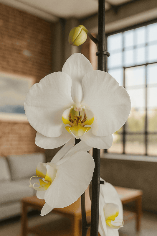 Orquídea Blanca