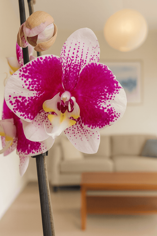 Orquídea Fucsia con Blanco
