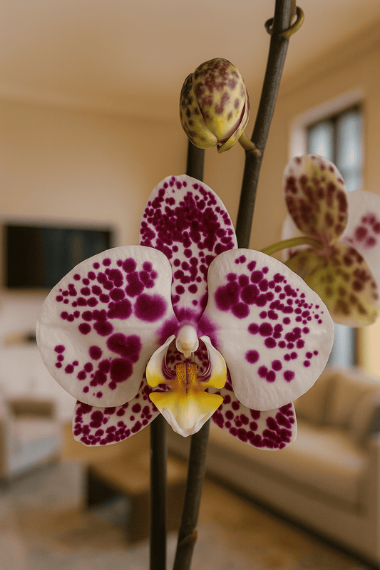 Orquídea Blanca pigmento fucsia