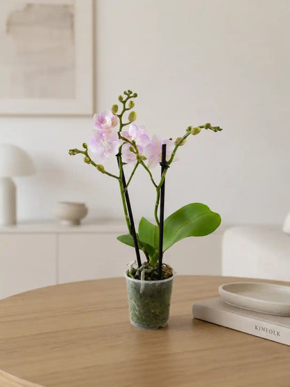 Orquídea Rosa Nácar