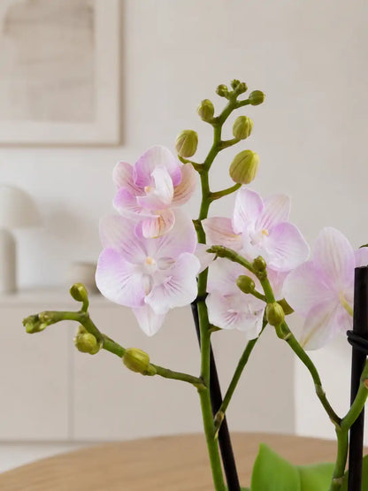 Orquídea Rosa Nácar