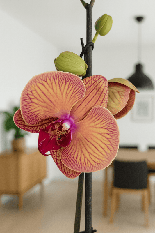 Orquídea Exótica Naranja