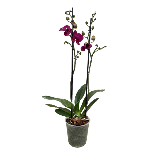 Orquídea Vinotinto 1 espiga