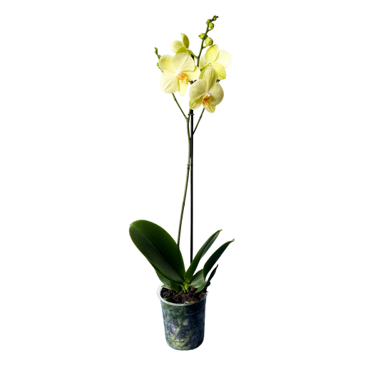 Orquídea Amarilla centro Naranja