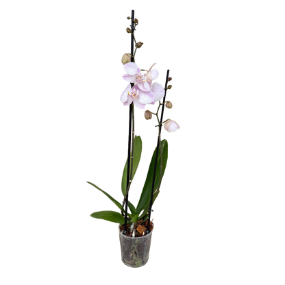 Orquídea Punticos Rosas