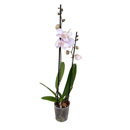 Orquídea Punticos Rosas