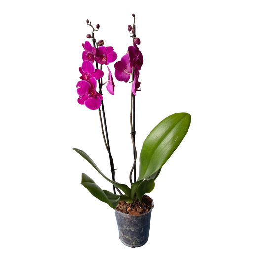 Orquídea Morada intensa
