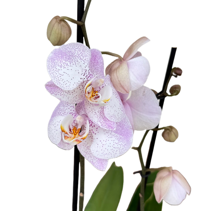 Orquídea Punticos Rosas
