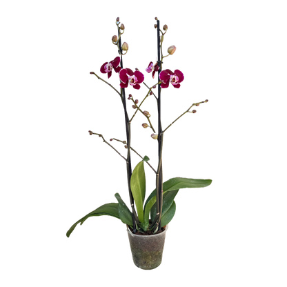 Orquídea morado oscuro borde rosa
