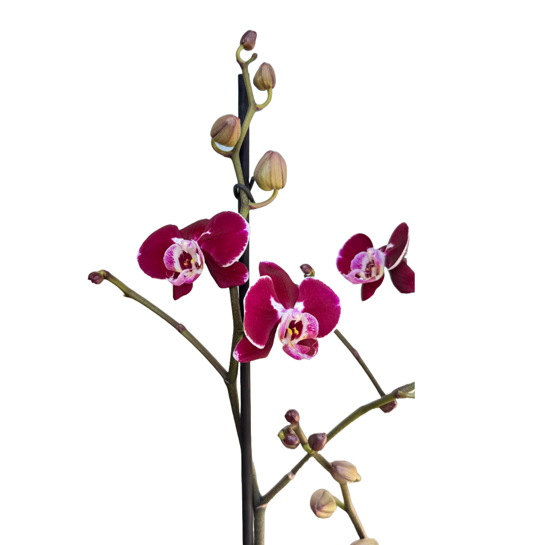 Orquídea morado oscuro borde rosa