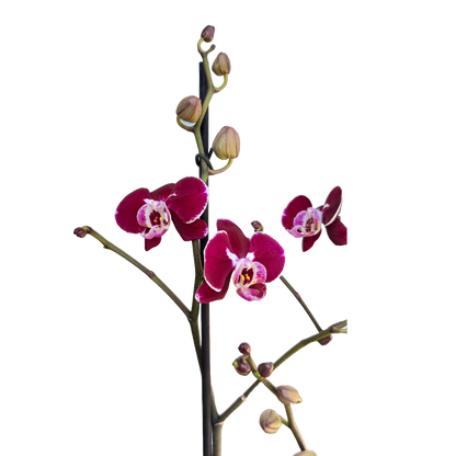 Orquídea morado oscuro borde rosa