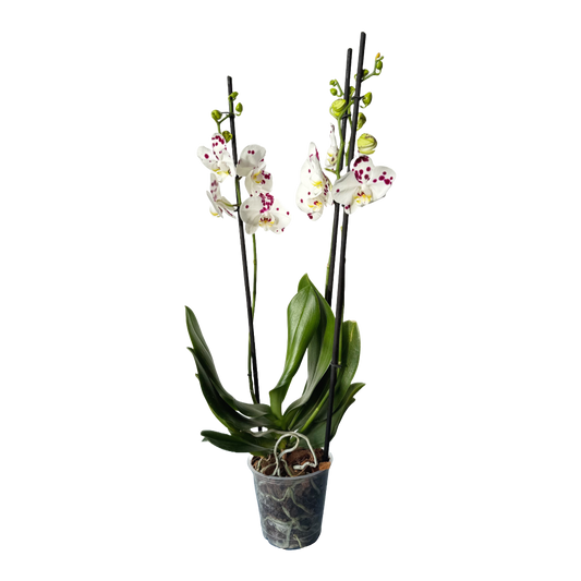 Orquídea Blanca manchas violetas