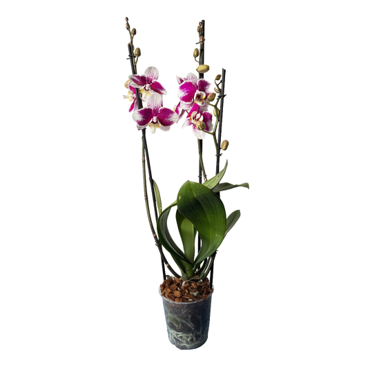 Orquídea Manchas fucsias 1 espiga