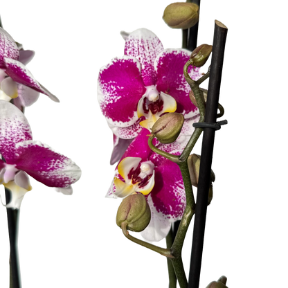 Orquídea Manchas fucsias 1 espiga