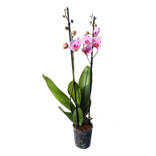 Orquídea Rosa centro fucsia