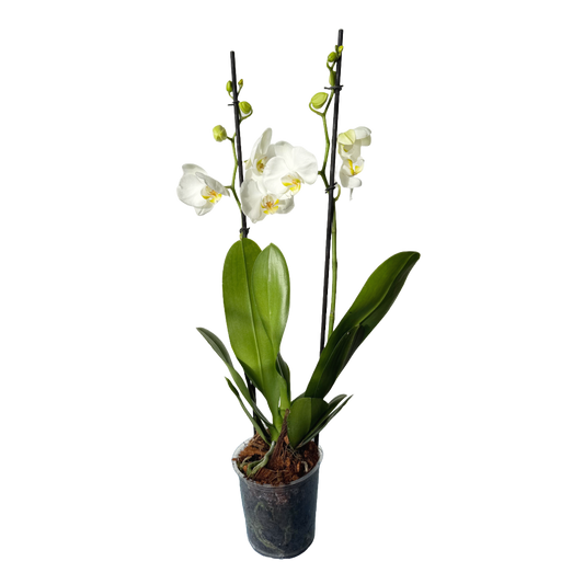 Orquídea Blanca centro amarillo
