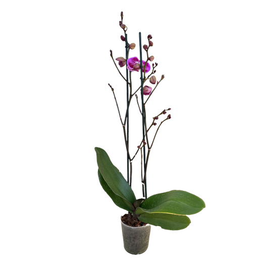 Orquídea Exótica violeta 2 Espigas