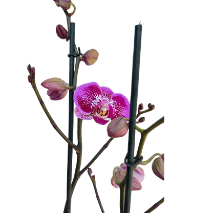 Orquídea Exótica violeta 2 Espigas