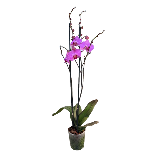 Orquídea Fucsia centro violeta 1 Espiga