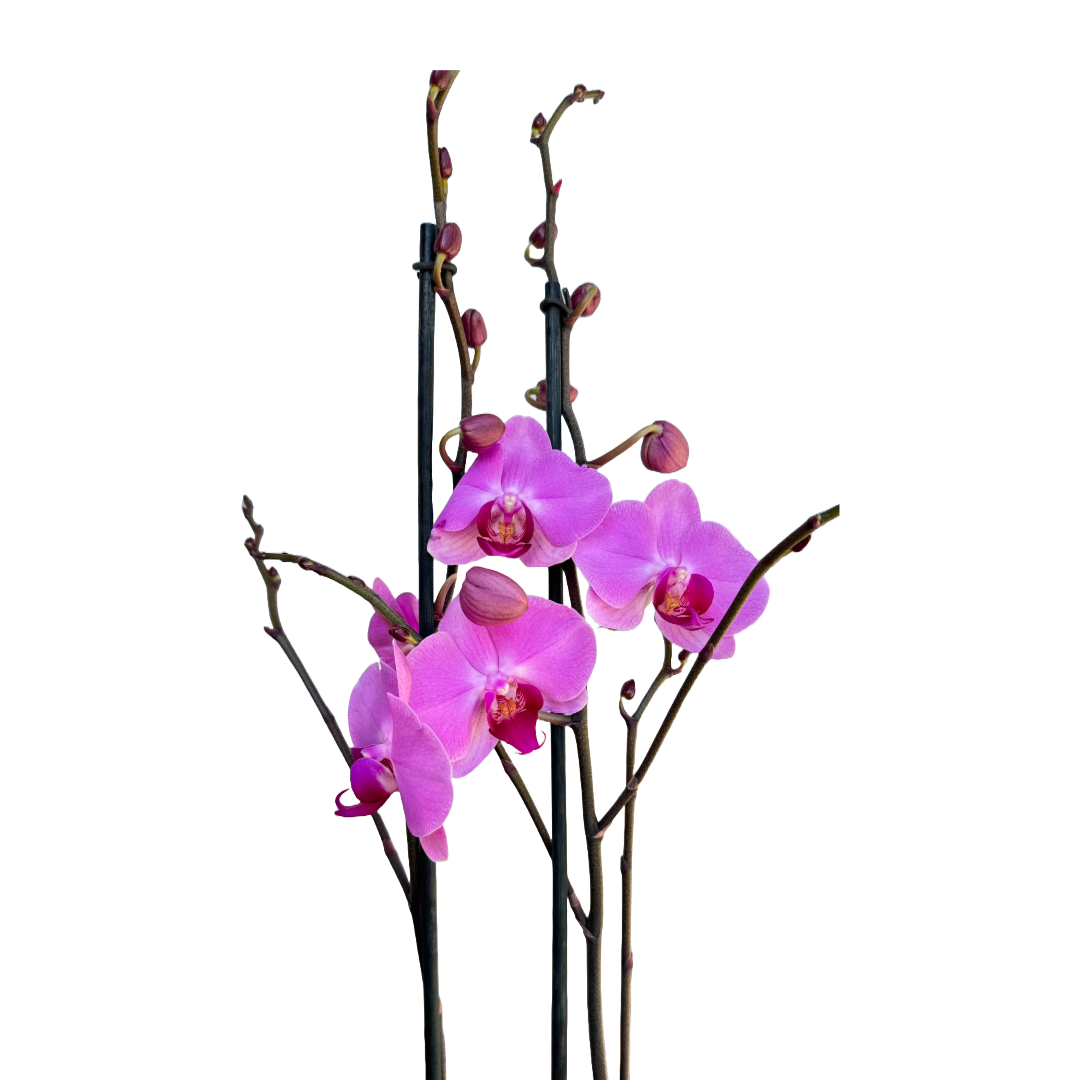 Orquídea Fucsia centro violeta 1 Espiga