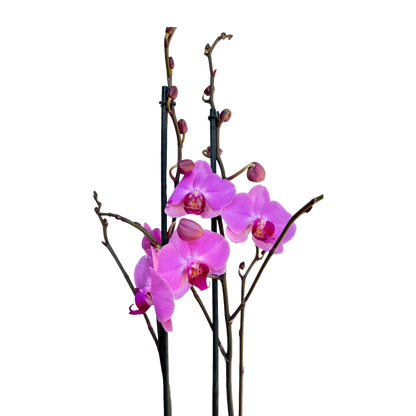 Orquídea Fucsia centro violeta 1 Espiga