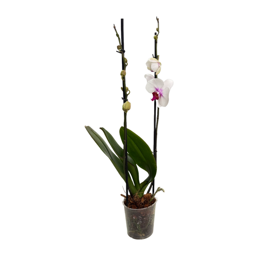 Orquídea Blanca centro fucsia 2 espigas