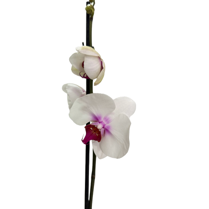 Orquídea Blanca centro fucsia 2 espigas