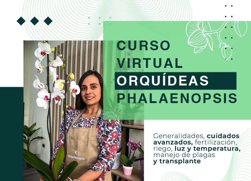 Curso Virtual de Orquídeas phalaenopsis - Orquiterapia