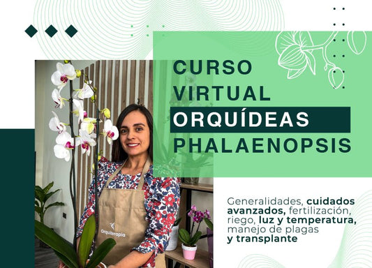 Curso Virtual de Orquídeas phalaenopsis - Orquiterapia