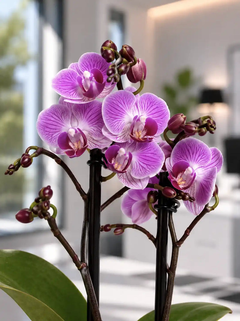 Orquídea Lavanda Tropical