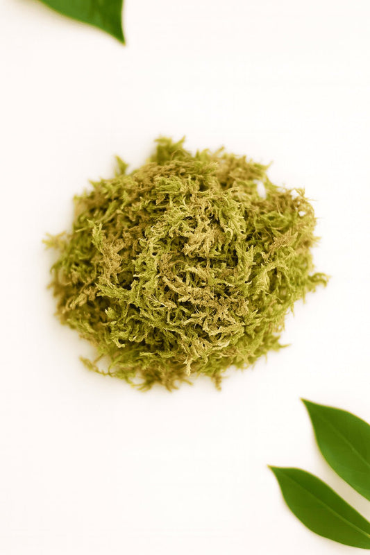 Musgo Sphagnum 600 gramos - Orquiterapia