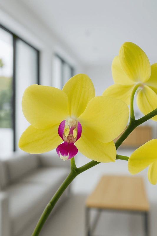 Orquídea Amarilla centro Fucsia - Orquiterapia