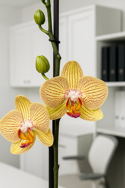 Orquídea Amarilla Venas naranjas - Orquiterapia