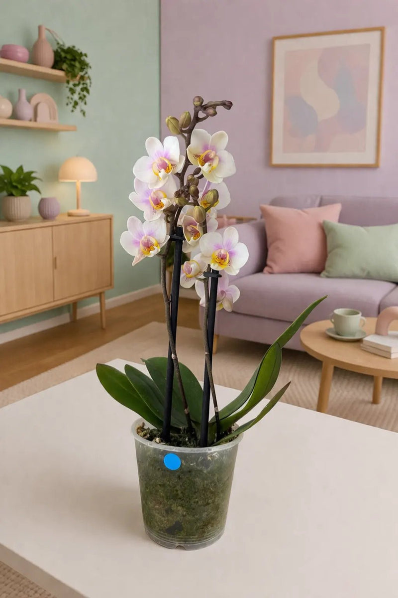 Orquídea Blanca centro fucsia suave - Orquiterapia